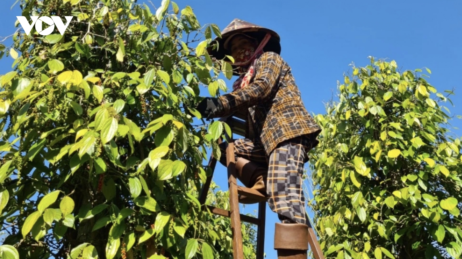 Seven-month pepper exports to Thailand climb over 40%